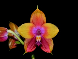 Phalaenopsis Long Trieu Phoenix AM/AOS 85 pts.